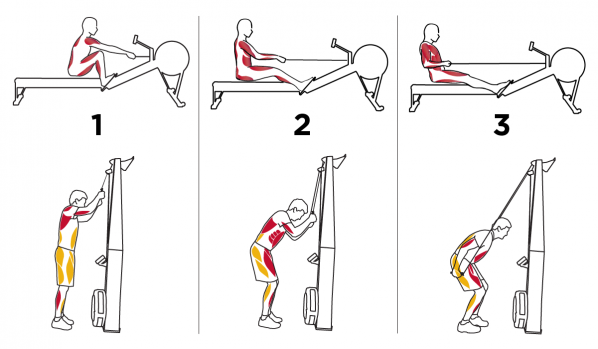 side by side comparison of rowing and skiing positions, showing that muscles are used in different directions during similar motions